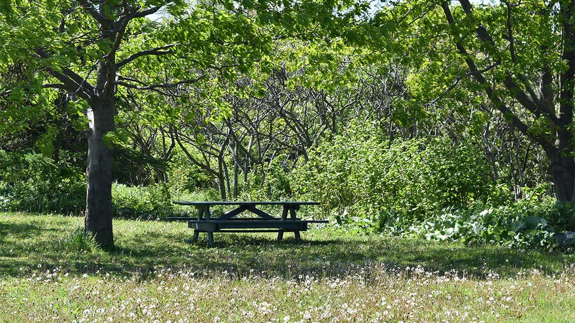 Parque Florestal de Monsanto