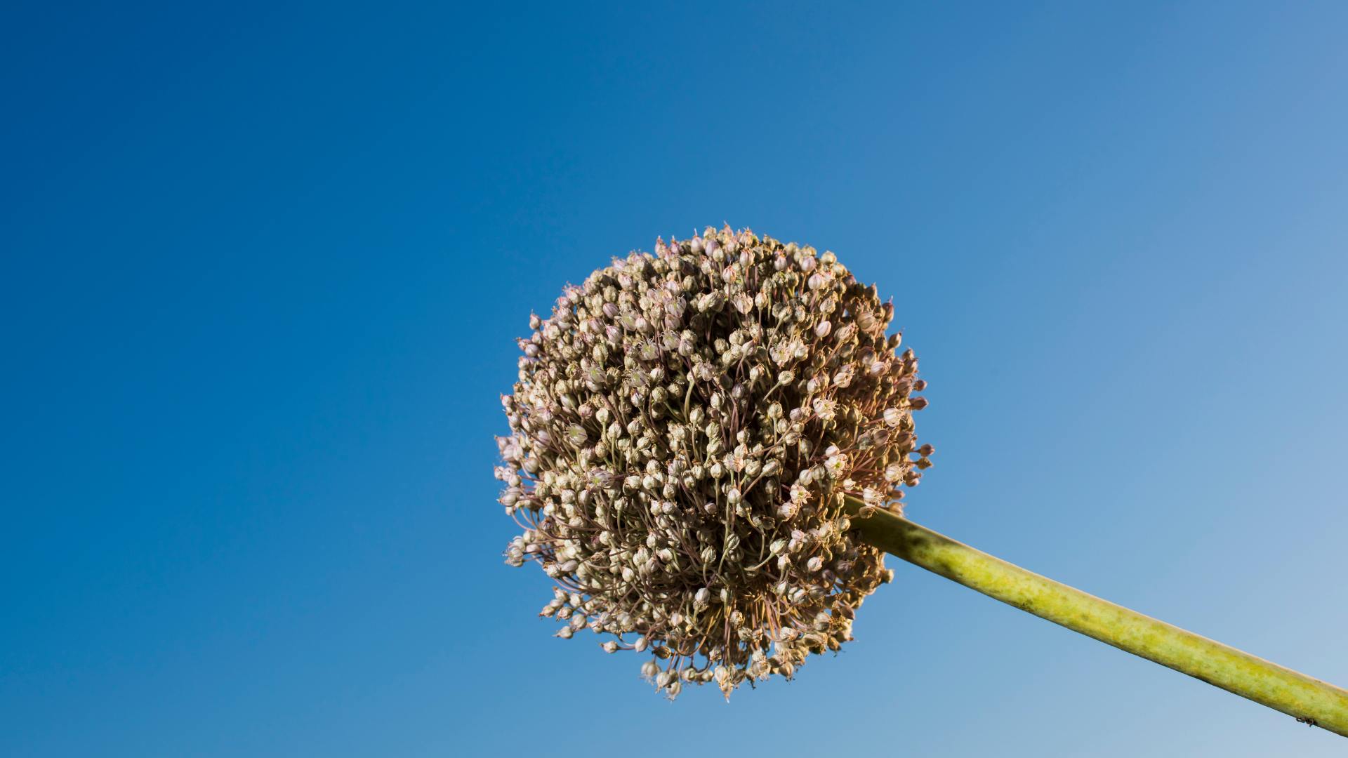 Alho-porro