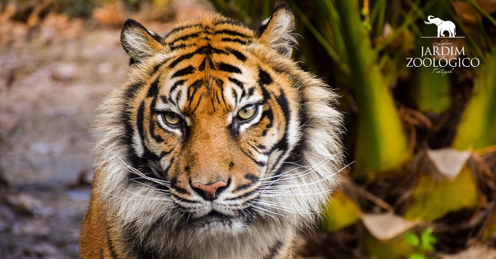 Zoo di Lisbona