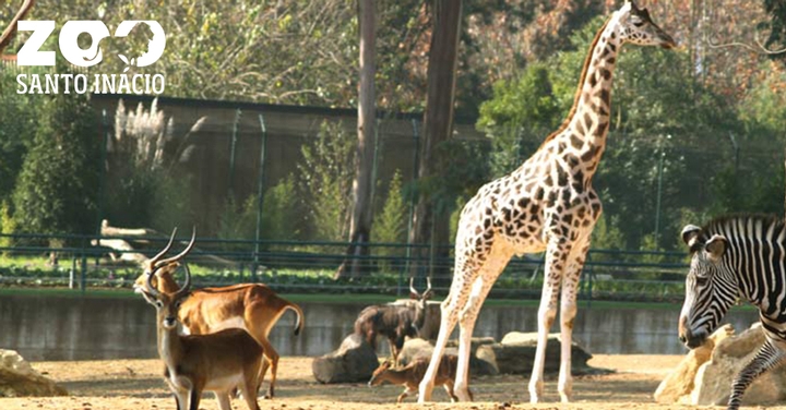 Santo Incio Zoo