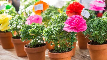 Small-leaf basil vases