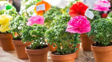 Pots de basilic